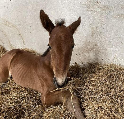 Følnyt - Hingst efter Cambo Bahia 442384377_954103146723359_1152403857617694823_n