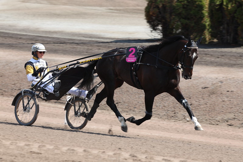 Elitloppet - Önas Prince inviteret 52931848164_dcf0f89dec_c