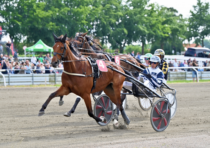 Talentfuld traver trænerskiftet FOXTAIL_PINE_DSC_7806