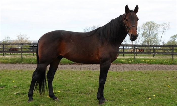 Nyt fra vores annoncører - Hambletonian Oaks vinder til Classichap (US) webimageloader