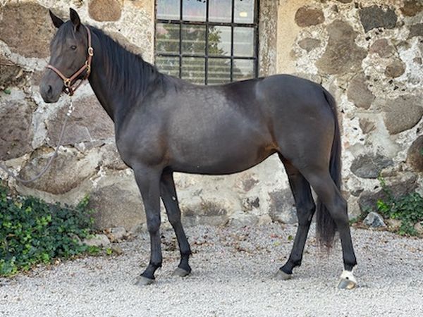 Udbydes - Tre heste udbydes 594d71bdd11a4599103cdca390a19f6b