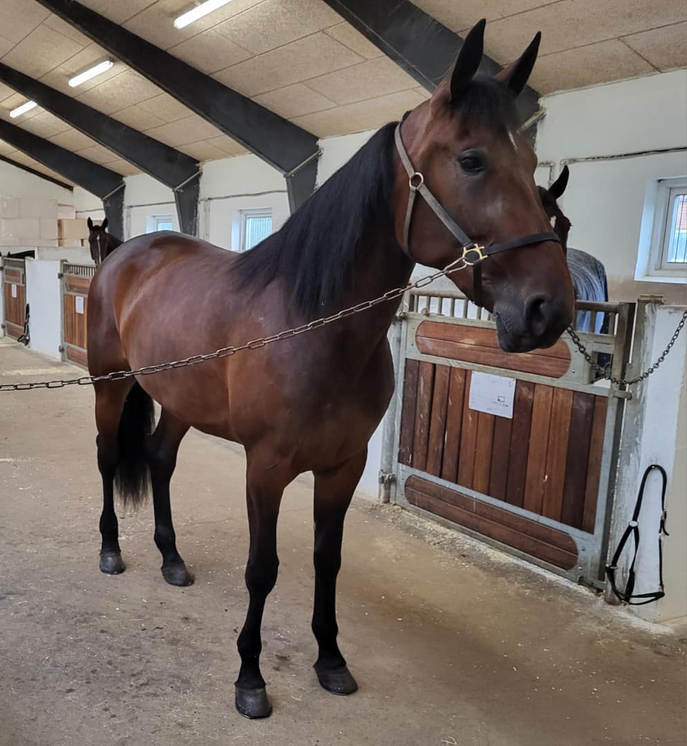 Ny pris - Kom Så Torkdahl udbydes - Se morstammen 449784934_3094133764051630_6165534116468163244_n