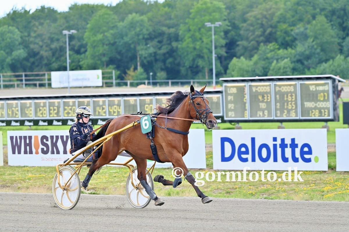 Salgshest til start i derbyweekenden 452143533_801187298670038_3671445197522215778_n