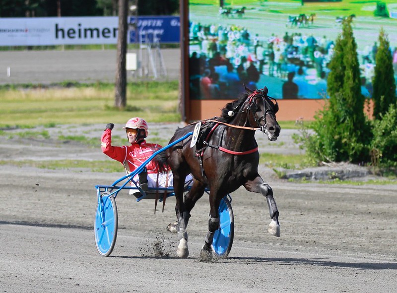 Salgshest giver overskrifter i Norge 52867510955_8c46681cae_c