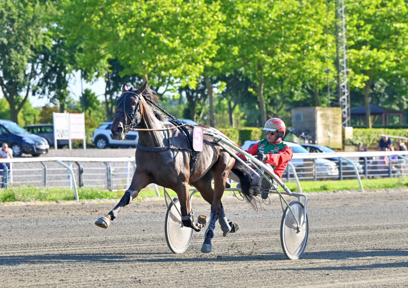 KATTEJAMMER CASH DSC 1950