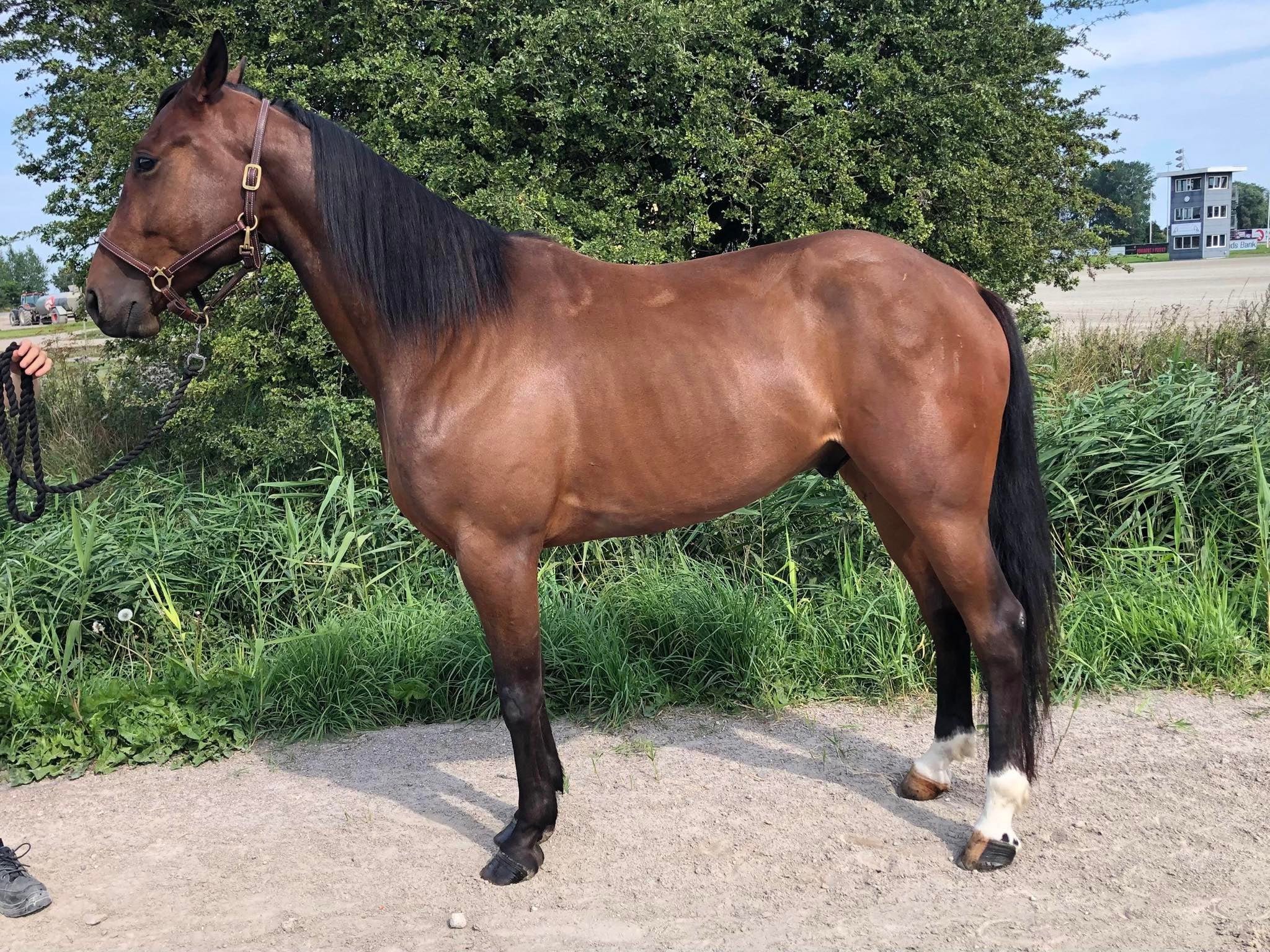 Nyt salg – 4-åring formidlet IMG_5567