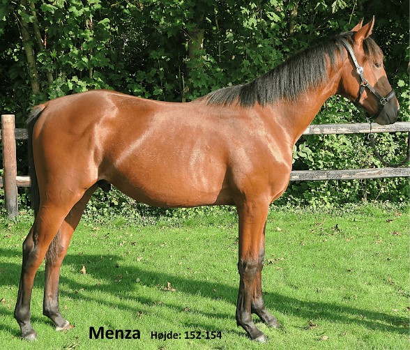 menza