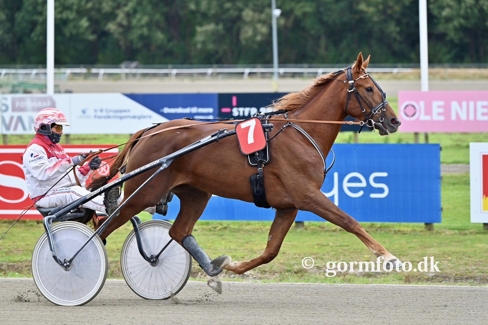 Dansk 4-åring med rekord 14 udbydes 461514938_496944929841512_7161291711843654689_n