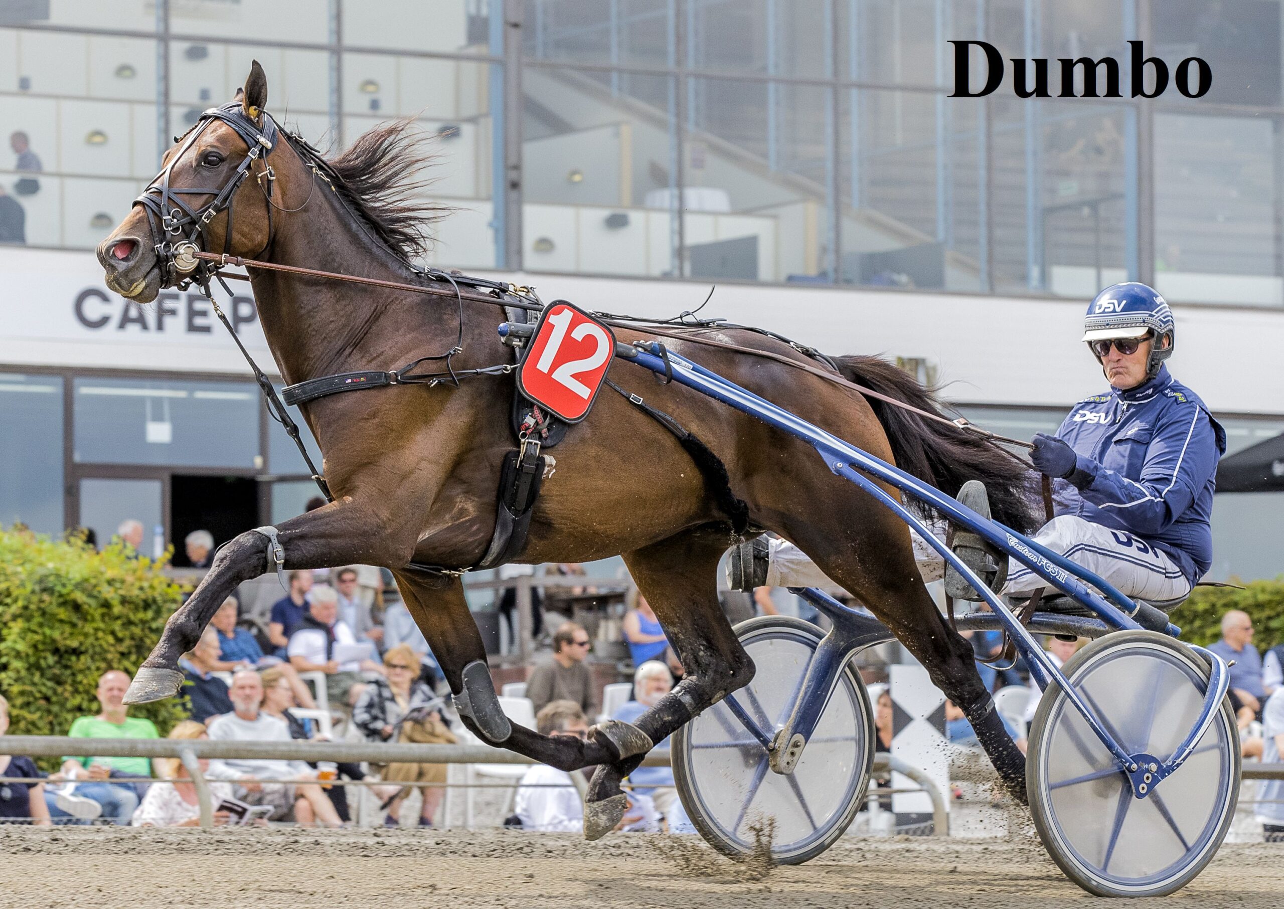 DUMBO med tekst scaled 1