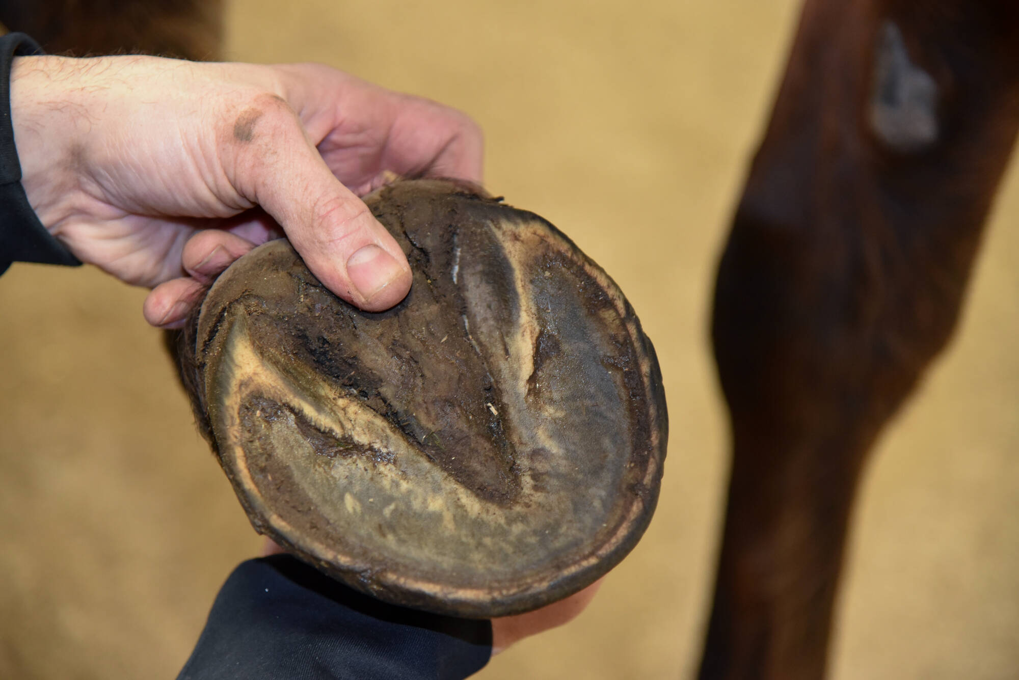 230222 Agria SE Hov 6 3