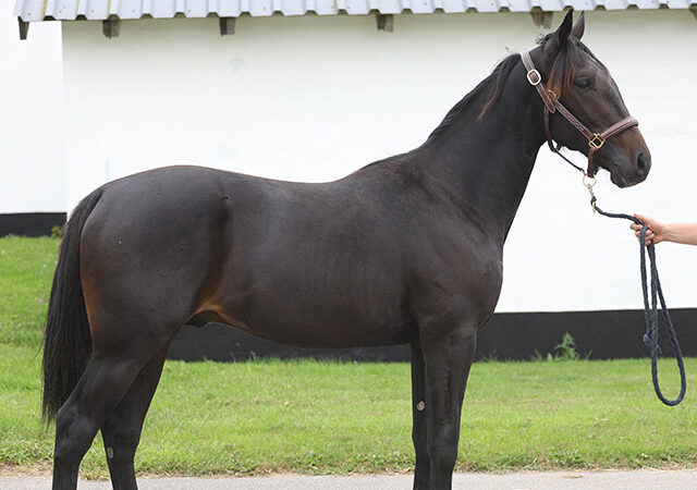 44 Nero 640x450 1