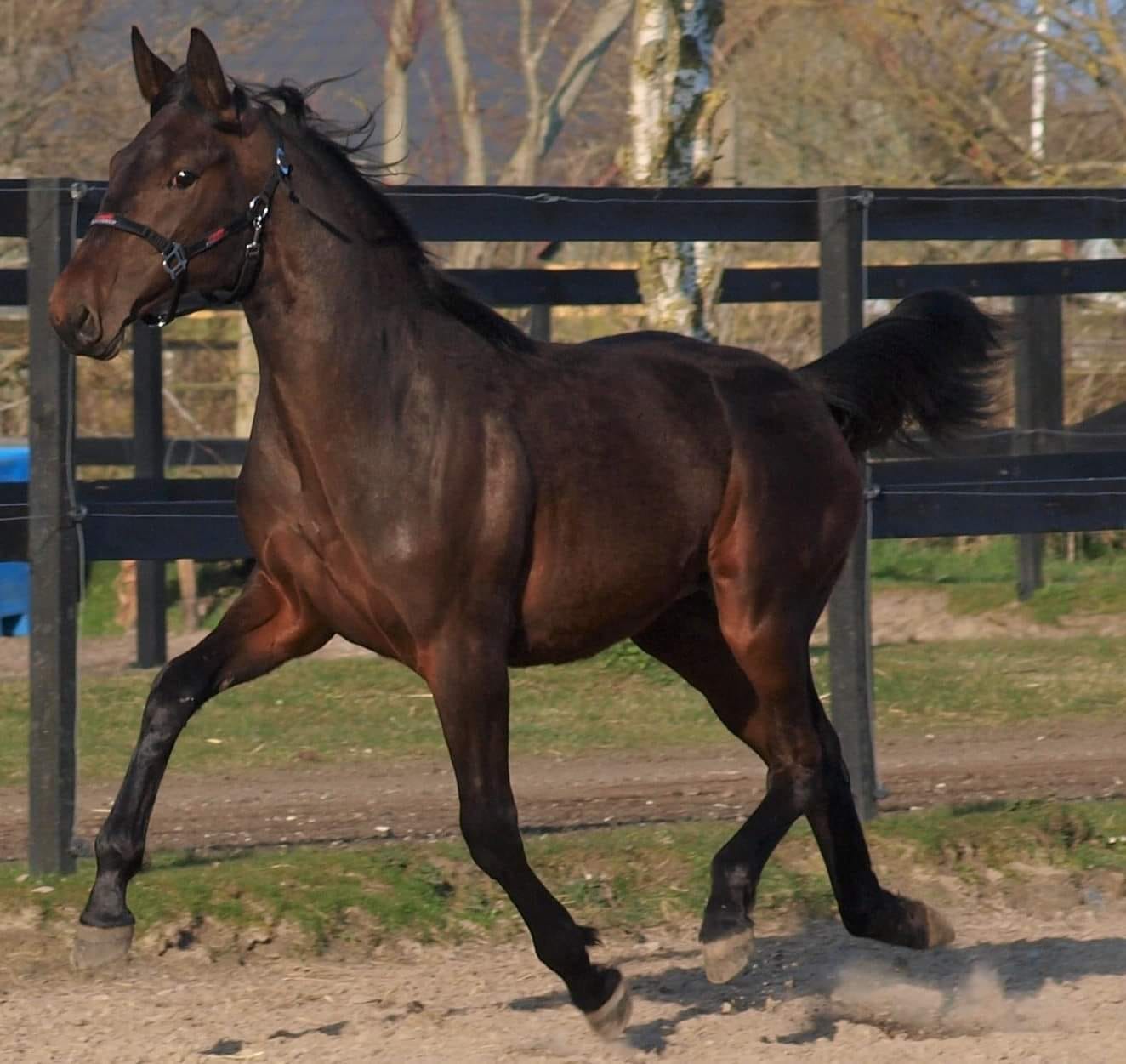 I går Hambletonian - I dag Charlottenlund Travbane 488630920_10228693185698737_2835357512563178428_n
