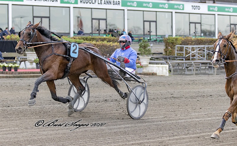 Ny hest udbydes 492024567_3379360068862330_4311226539154687250_n