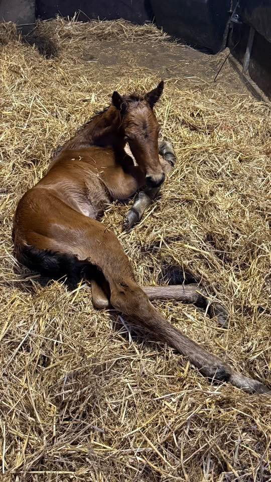 Ny hoppeføl efter Dumbo 492271551_122150771750393552_7438474043838515198_n
