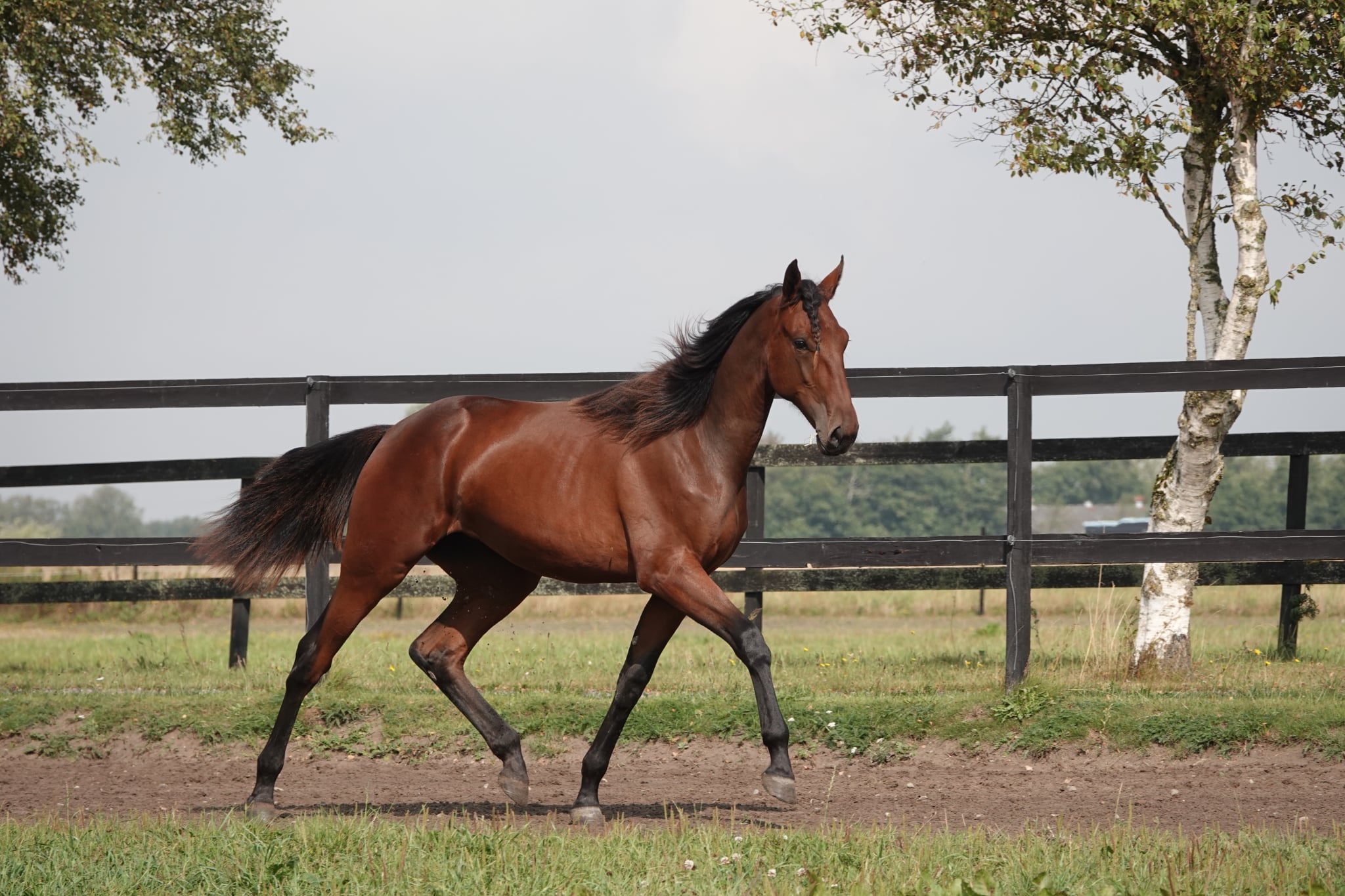 Danish Yearling Sale - Følg auktionen her 49eb4da4-6ed7-47a1-868e-efb603217813