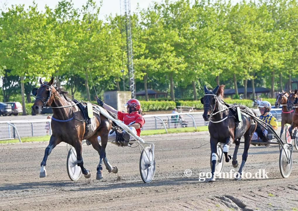 Udbydes - Ståhlebos King 598987271_2098681217375328_1759554885059260203_n