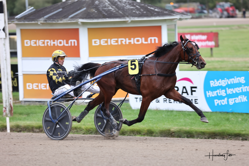 Auktionsløb 2025 for hingste/vallakker til Menza 895A0006