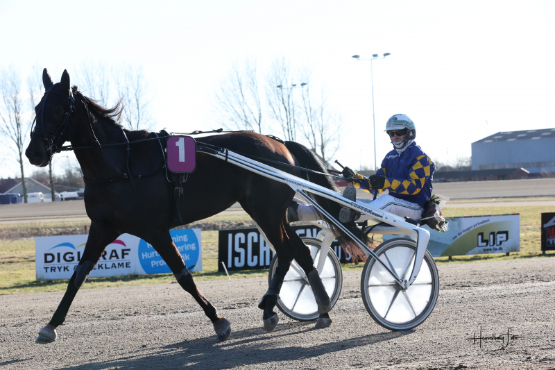 En enestående mulighed: Bold Eagle-hoppe og åring sælges 895A6754