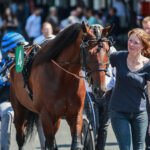 Idao de Tillard: Elitloppet er uaktuelt BV_20240623163920A06A8499-800x600