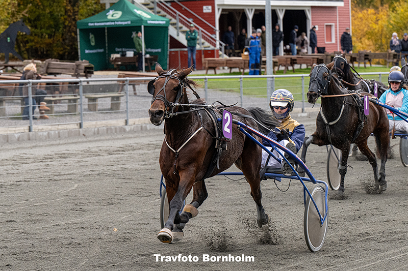 Beluga Onion med Ulrik Christoffersen 25 oktober 2025 Fotograf Torben Ager Travfoto Bornholm TKA 4351