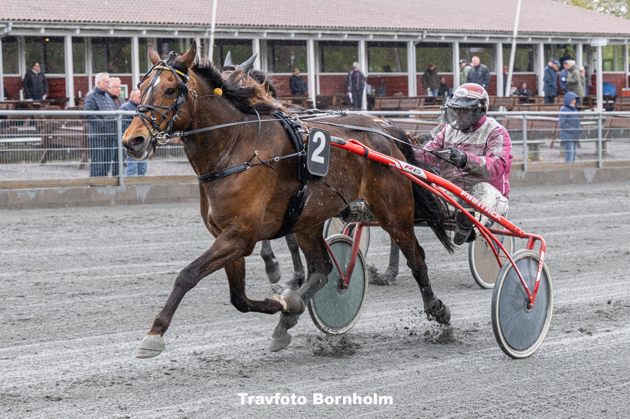 Bonny Boy med Frank Mikkelsen 3 maj 2025 Fotograf Torben Ager Travfoto Bornholm TKA 8524