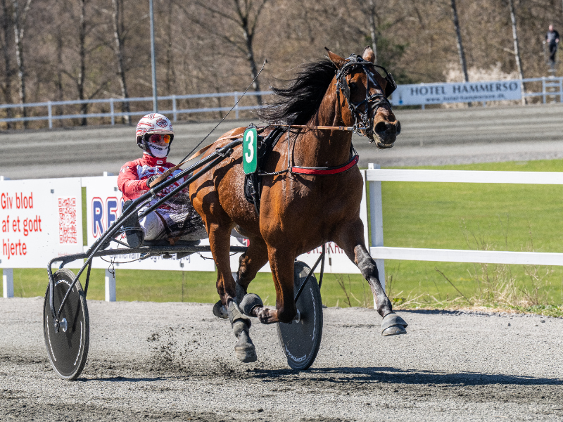 Boston med Mads Petersen 26 april 2026 Fotograf Torben Ager Travfoto Bornholm TKA 0442 800x600 1
