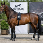 Alt udsolgt af løbsheste Copilot_20260529_092047-800x600
