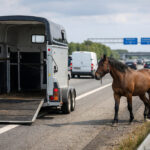 Uheld med hestetrailere - Har været flere i år Copilot_20260621_220752-800x600
