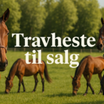 Udbydes - Enestående samling af topafstammede åringer Udbydes - Enestående samling af topafstammede åringer