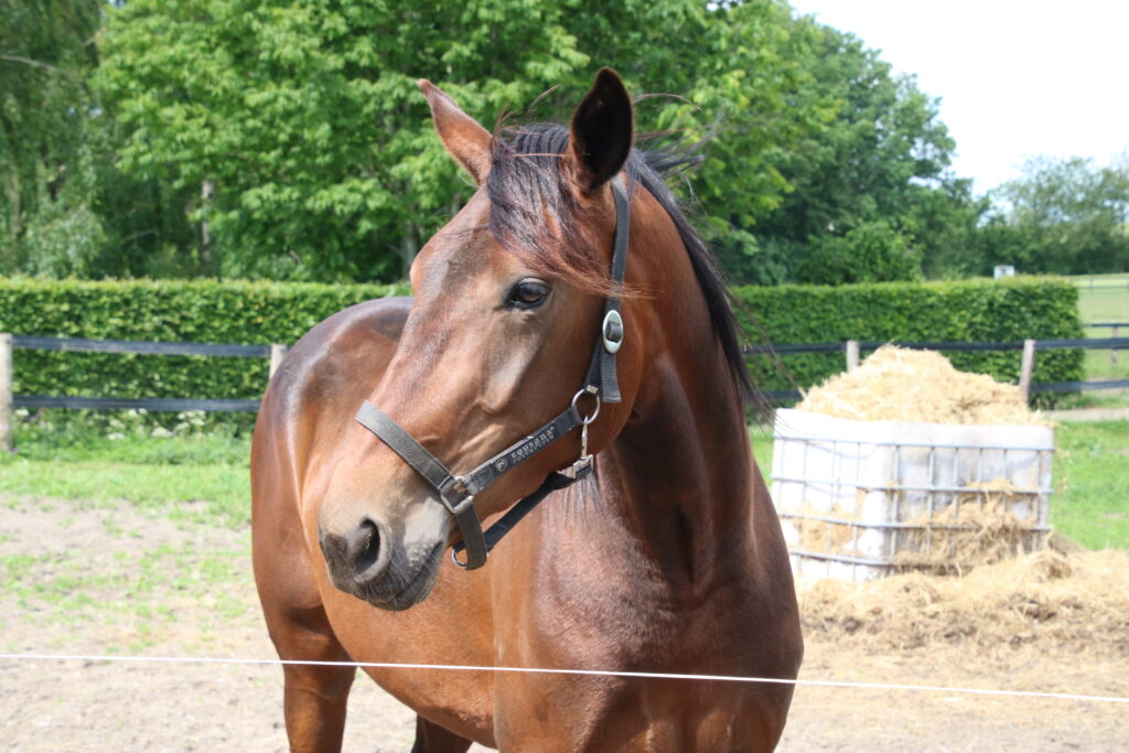 Hest 2 1024x683 1