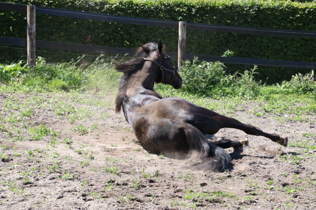 Hest1 1024x683 1