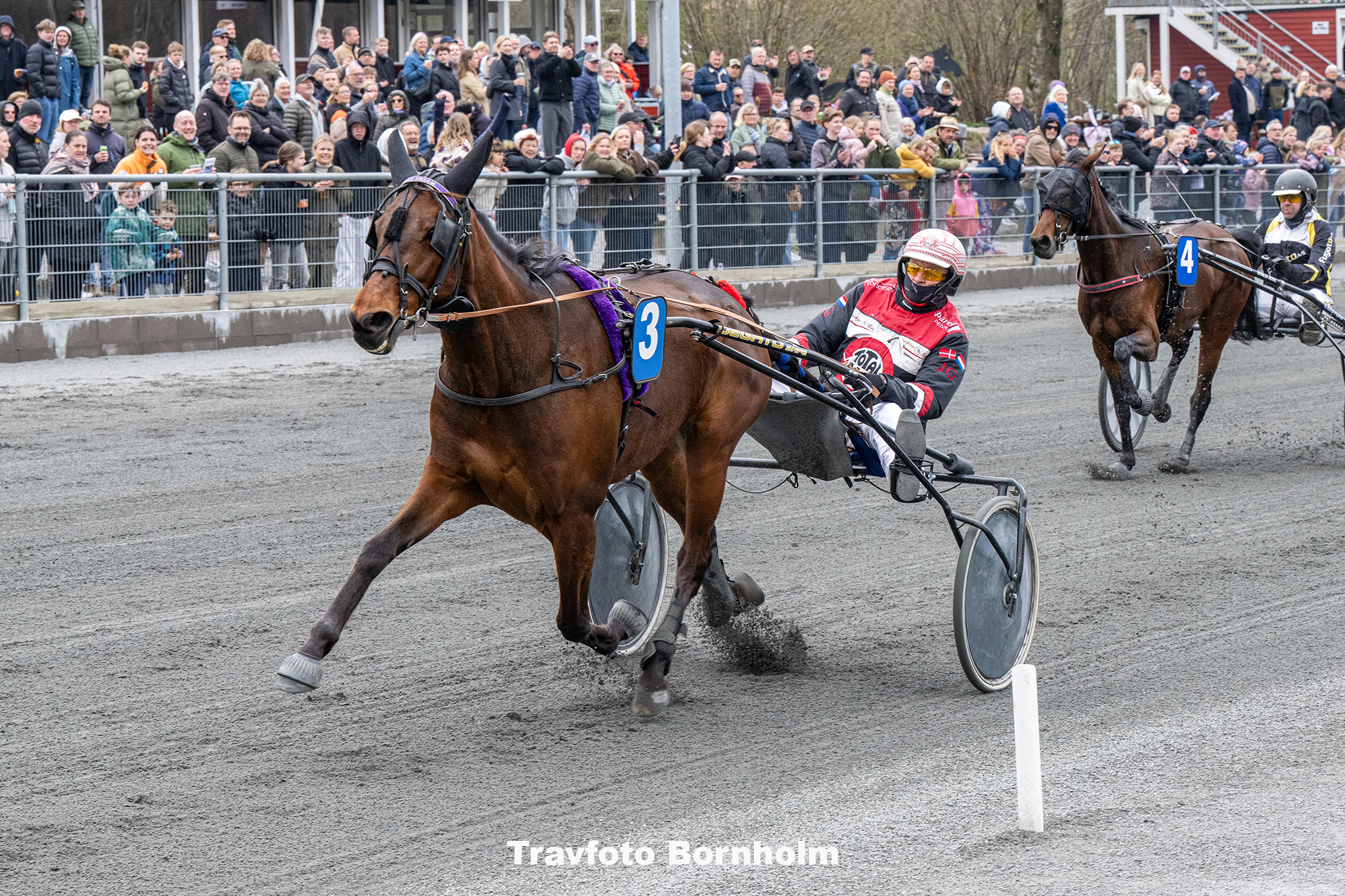 Honey Dream med John Gommans 19 april 2025 Fotograf Torben Ager Travfoto Bornholm TKA 7695