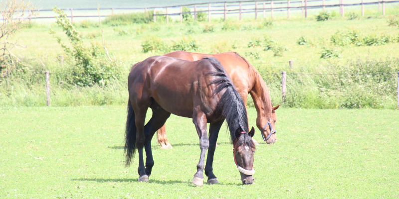 IMG 2116 800x400 1