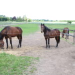 hest