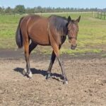 Salgsmenuen - Opdateret IMG_2221