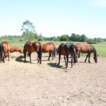 hest