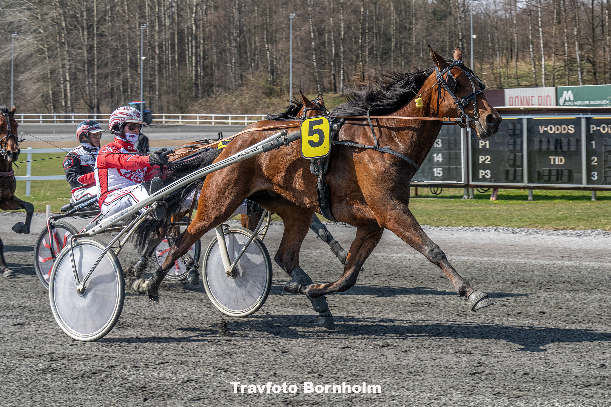Itziar med Mads Petersen 13 april 2025 Fotograf Torben Ager Travfoto Bornholm TKA 7200