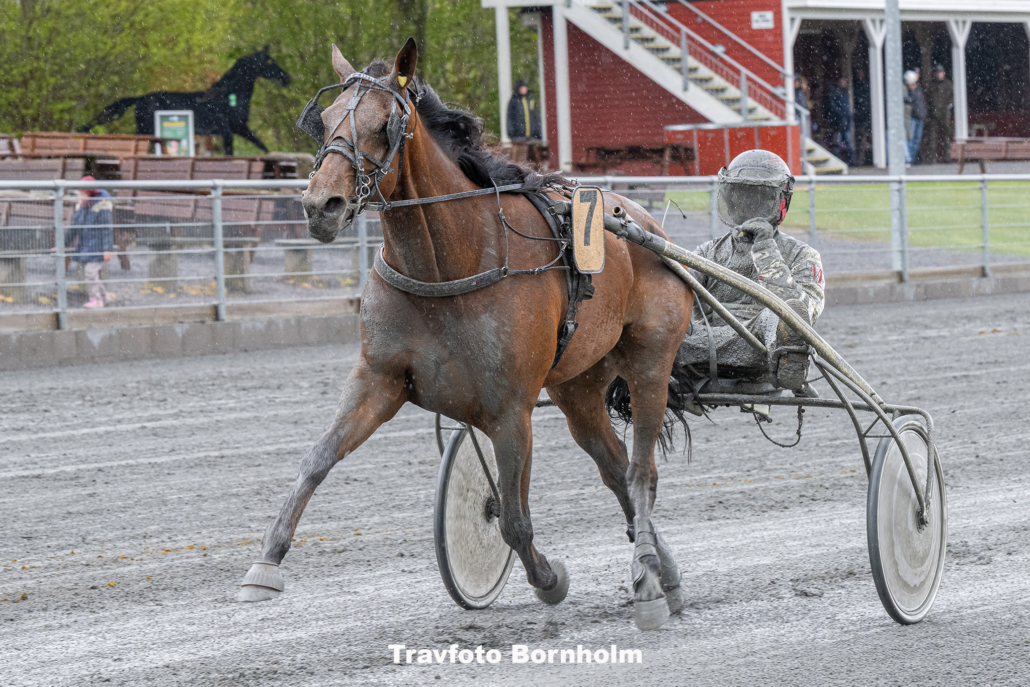 Itziar med Michael Loenborg 3 maj 2025 Fotograf Torben Ager Travfoto Bornholm TKA 8566