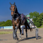 Kort nyt – De seneste travnyheder KING_LEGEND_MGL2925