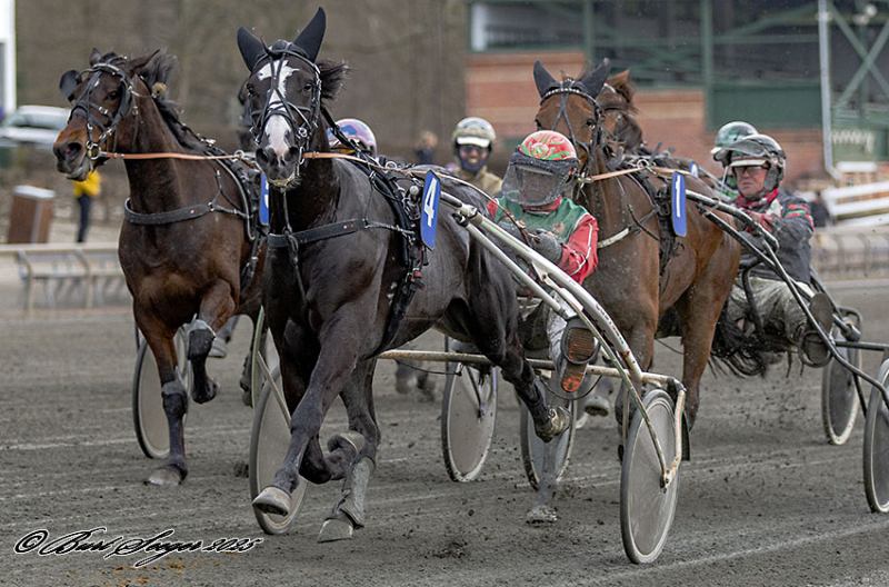Fin sæsondebut for indianerhesten KOHKAHYCUMEST_MGL2499