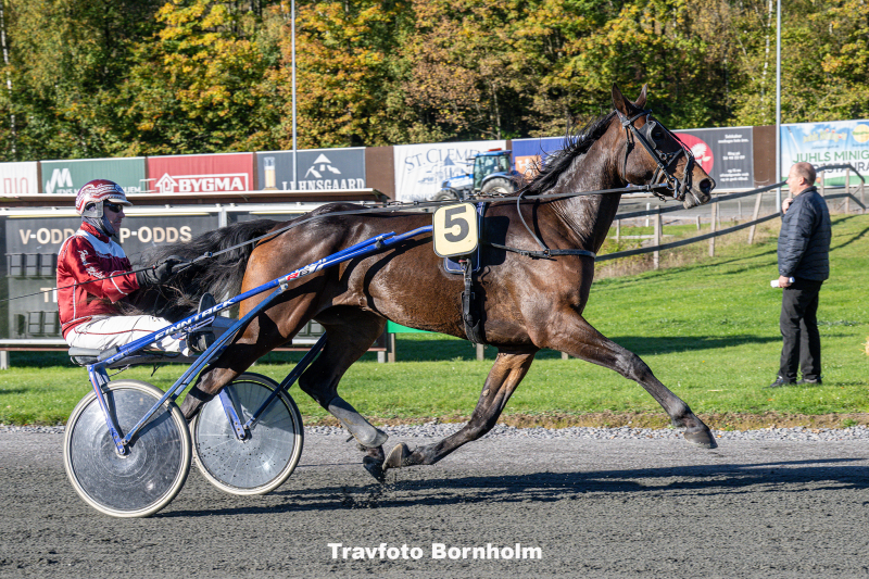 Lau Silk med Frank Mikkelsen 19 oktober 2025 Fotograf Torben Ager Travfoto Bornholm TKA 3615