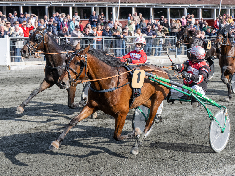 Pole Position Boko med John Gommans 5 juni 2026 Fotograf Torben Ager Travfoto Bornholm TKA 4866 800x600 1