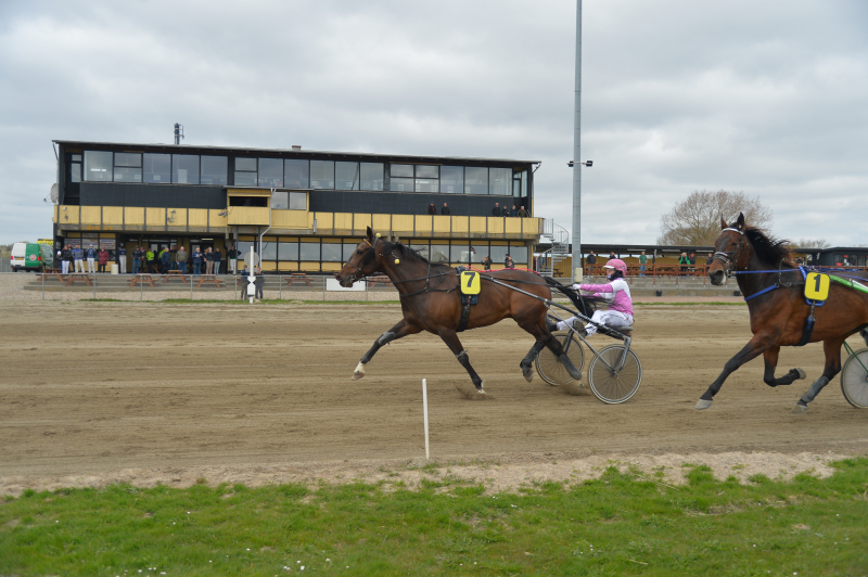 St hlebos King 260435