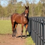 Salgsannonce – Master Hans (vallak, 3 år) ae88a52e-8450-4826-b26d-e07538eb226e