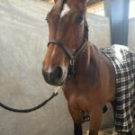 Kort nyt – De seneste travnyheder att.SKDVikcde3U8wVeckqHg38XcwAU_676BVm9WiMBlt1w