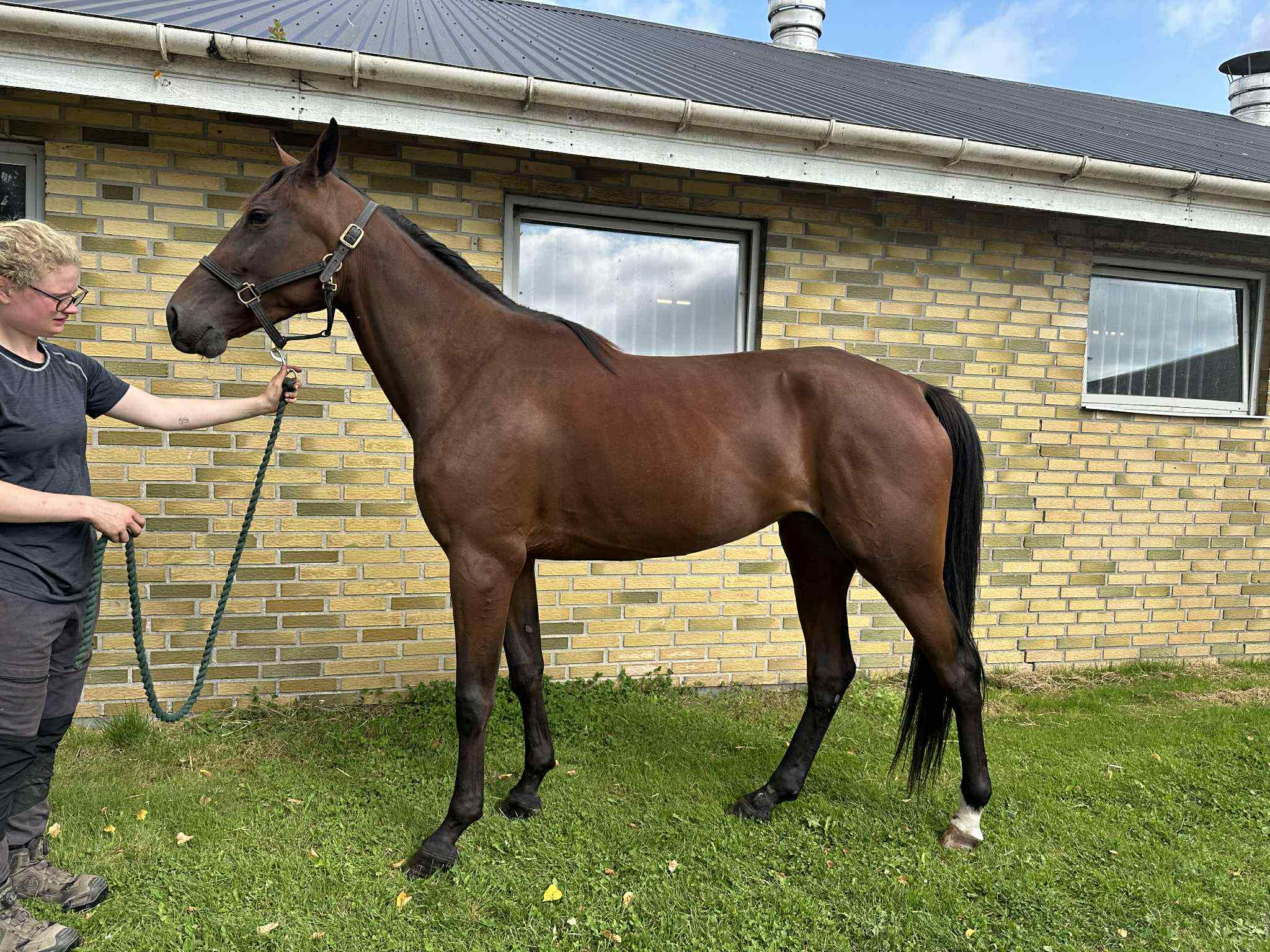 Lavina udbydes - Startklar hoppe (Solgt) c56e5316-ea48-44bd-9d5f-9175900176b0