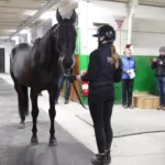 Avlsvurdering på Solvalla: Southwind Tyrion og Crown i særklasse c96732a9e5f55