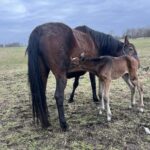 Velkendte følhopper udbydes - C N - Navnet skal videreføres d6c1f99d-825a-4129-9f67-ca3f12d6643b
