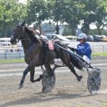 Udbydes - Dobby – 4‑års vallak med topafstamning dobby3