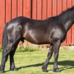 Stjålne heste – Politiet indleder efterforskning Stjålne heste – Politiet indleder efterforskning
